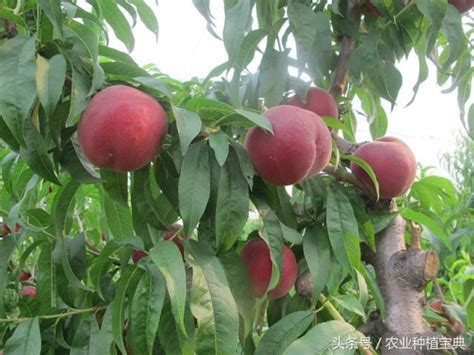桃樹品種 英文公司取名